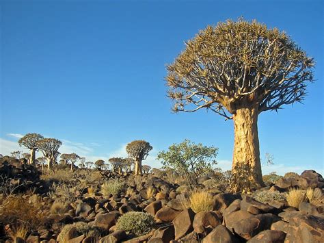 Filekokerboom Forest Namibia Wikipedia