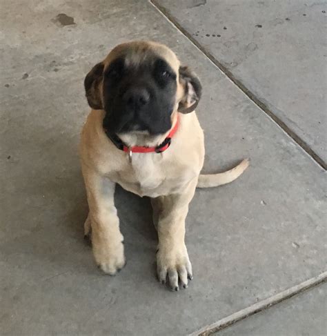Pitbull puppies for sale el paso tx. English Mastiff Puppies For Sale | El Paso, TX #302025