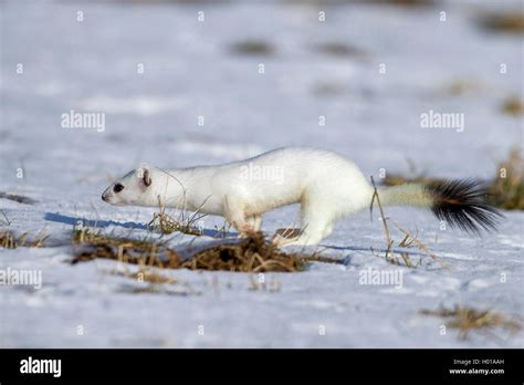 White Weasel Snow Hi Res Stock Photography And Images Alamy