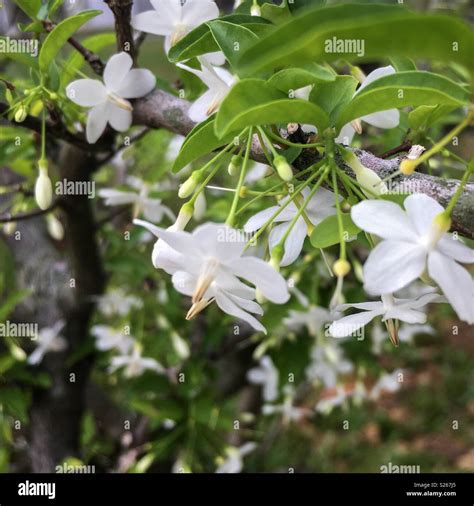 Little White Flowers And Buds Stock Photo Alamy