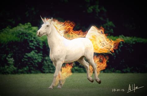 Real Life Rapidash By Miltoonss On Deviantart