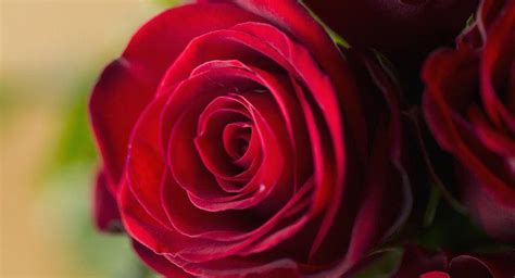 Was Bedeuten Rote Rosen