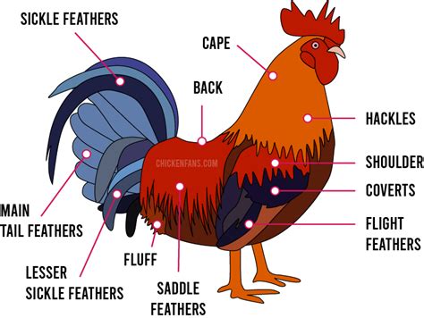 chicken feathers guide chicken fans