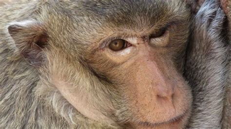 ¿primates Monos O Simios Manual Para No Confundirse Rpp Noticias