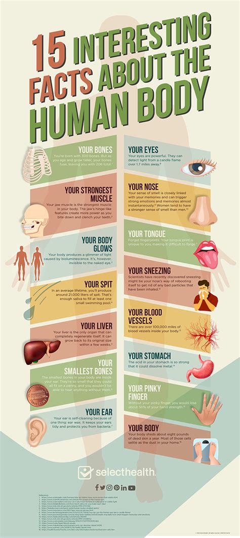 Interesting Facts About The Human Body Infographic