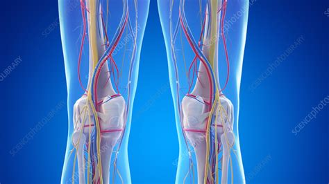 Posterior Anatomy Of The Knees Illustration Stock Image F0378556