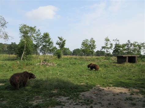 European Brown Bear Exhibit Zoochat