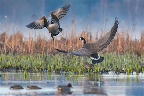 The 2021 Audubon Photography Awards Winners And Honorable Mentions