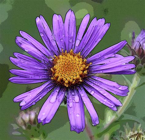 Pretty Purple Flower Photograph By Andrea Moore Fine Art America