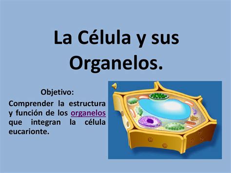 La Célula Y Sus Organelos By Gladiola Montecino Issuu