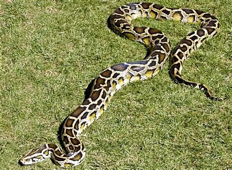Burmese Python Watery Constrictor From South Asia Animal Pictures