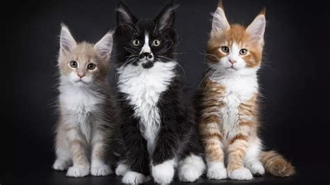 Ras Kucing Paling Populer Di Dunia Katze Nesia