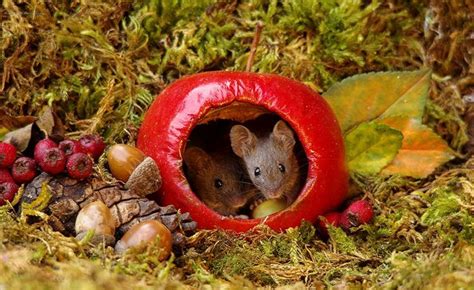 Bei den beiden tieren, die wir ihnen gleich vorstellen werden, handelt es sich allerdings nicht um mäuse im eigentlichen sinn. Mäuse im #Garten sind für viele Menschen eine ...