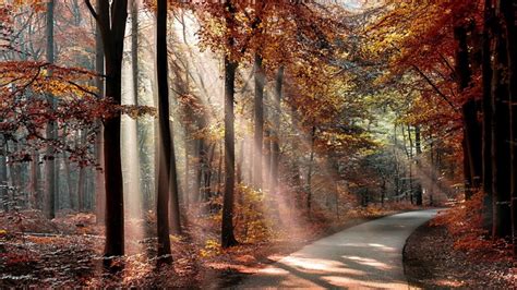 4556831 Sunlight Trees Sun Rays Fall Leaves Shadow Forest