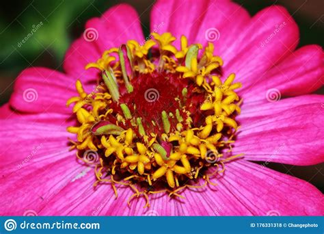 Macro Red Zinnia Flowers Stock Photo Image Of Garden 176331318