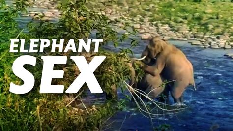 Elephant Sex Elephants Are Having Sex Elephant Mating Video Jim