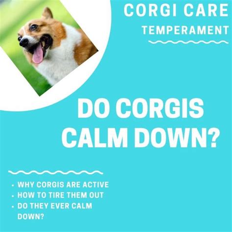 Do Corgis Ever Calm Down How To Calm Your Puppy Down Corgi Adoption