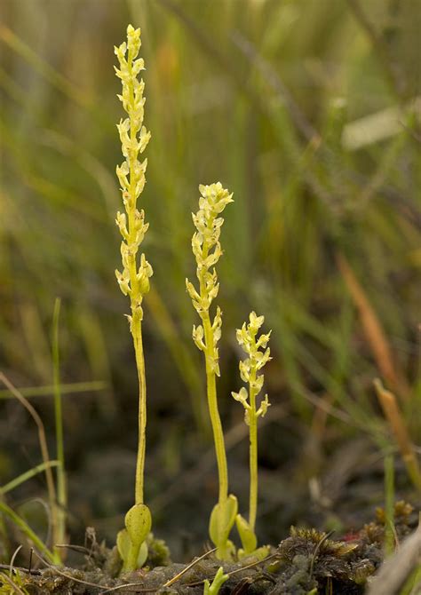 Гаммарбия болотная — hammarbya paludosa. Bog Orchid (hammarbya Paludosa) Photograph by Bob Gibbons