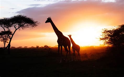 African savanna giraffe sunset silhouette Preview | 10wallpaper.com