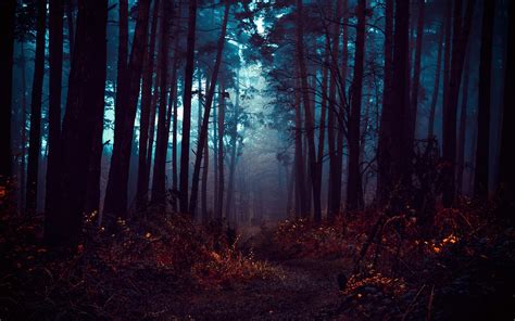 Forest Wallpaper 4k Fog Morning Dark Path Autumn