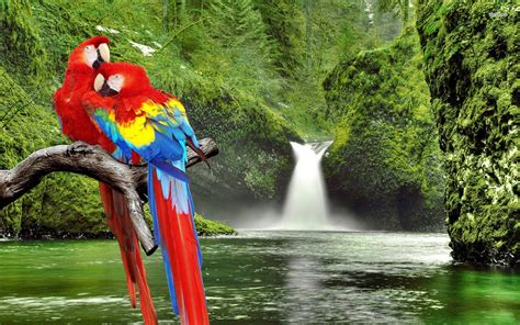 Macaw Parrot Wallpapers Wallpaper Cave