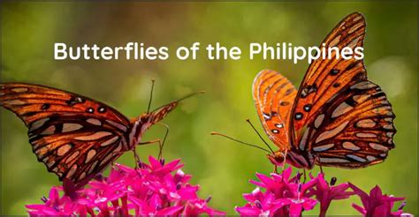 Butterflies Of The Philippines Discover The Philippines