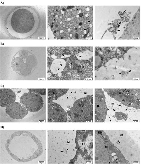 figure 1 from identification and characterization of extracellular vesicles and its dna cargo