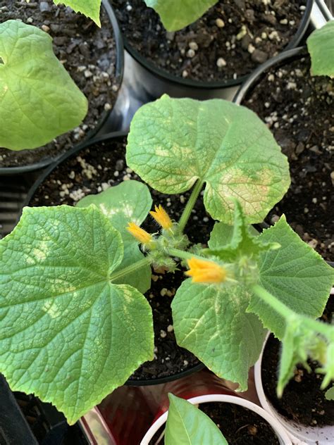 (large) yellow cucumbers and an ailing plant, or sometimes green but oddly shaped or shrivelled cucumbers, are frequently signs of a nutrient deficiency. Young cucumber plants are getting yellow spots on leaves ...