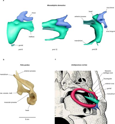 Ontogeny Of Auditory Ossicles In Extant Therian Mammals A Right