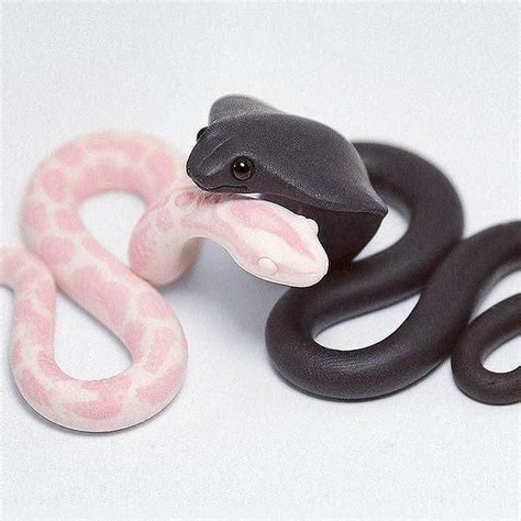 42 Aesthetic Pictures Of Snakes Iwannafile