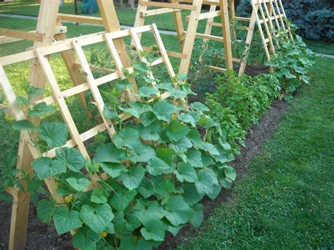 23 Functional Cucumber Trellis Ideas Guaranteed To Boost Your Harvest