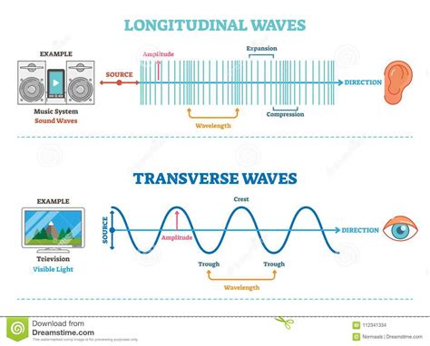 Transverse Wave Properties Of Wavelength Cartoon Vector Cartoondealer