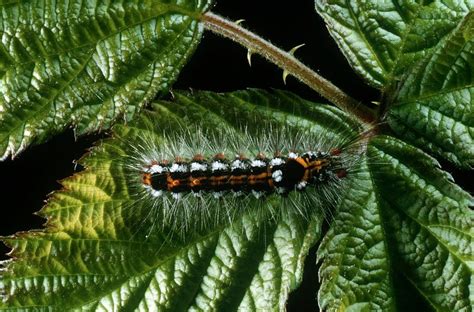 Browntail Moth Rash Poisonous Caterpillar Outbreak In Maine Necn