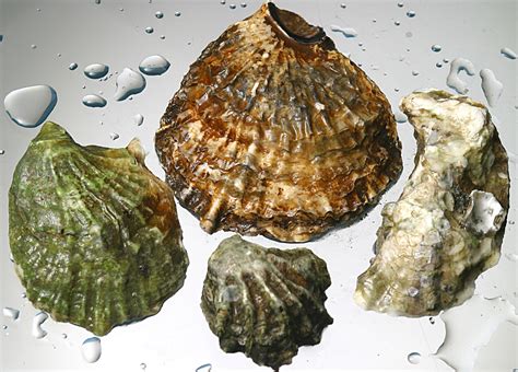 Oyster Shells Are An Antacid To The Oceans