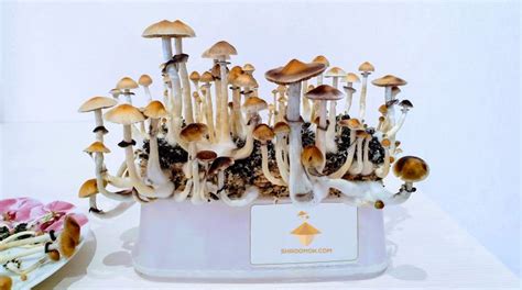 How To Grow Magic Mushrooms At Home