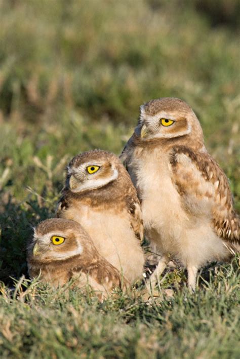 Beautiful Photos Of Owls In Their Natural Environment