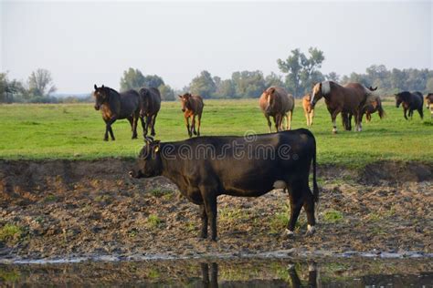 Caballos Vacas Y Toros En El Campo Foto De Archivo Imagen De