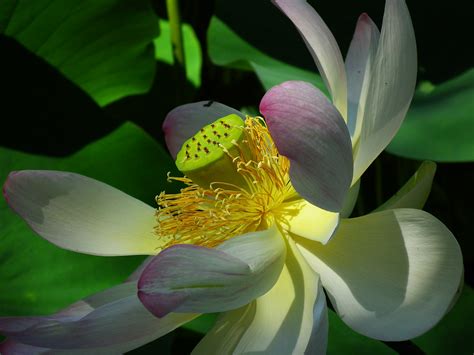 Sacred Lotus Nelumbo Nucifera Gaertn Spiritual Botany