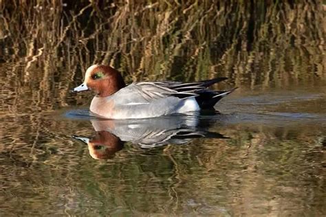 Ducks In Ohio 18 Species With Pictures Bird Feeder Hub