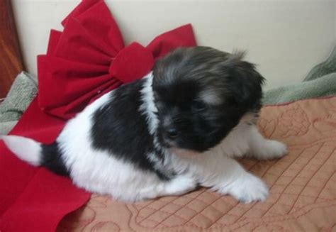 No puppies available at this time. Havanese Puppies for sale FOR SALE ADOPTION from MA ...