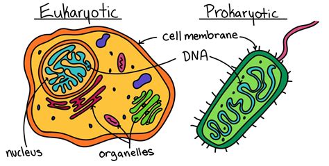 Prokaryotic Vs Eukaryotic Cells Venn Diagram