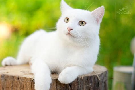 Razas De Gatos Blancos