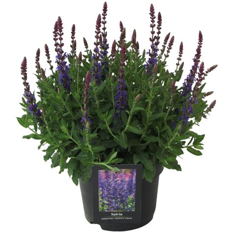 Salvia Nemorosa Sensation Deep Blue — Plant Wholesale Floraccess