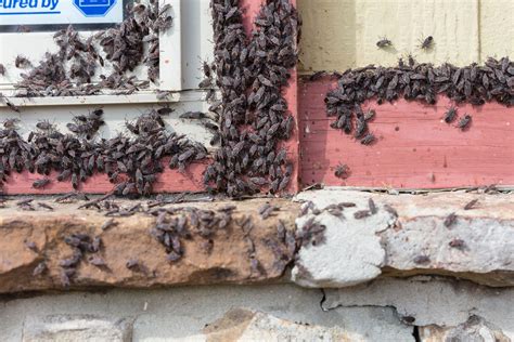 How To Get Rid Of Boxelder Bugs Ecoguard Pest Management
