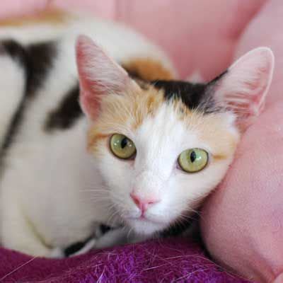 She was born on nov. I'm Angel and I am a #calico #cat who enjoys chatting with ...