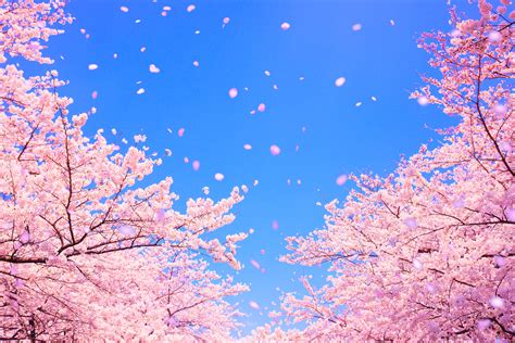 Cg Image Of Cherry Blossoms Blowing In The Wind New Paths