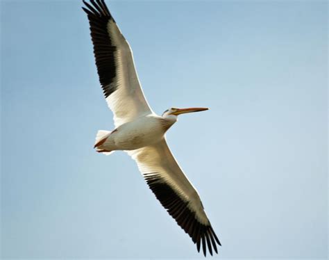 Montana Birding American White Pelican A Herding Specialist