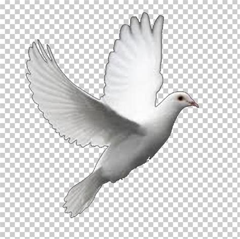 Animated Flying Dove Clipart 10 Free Cliparts Download Images On