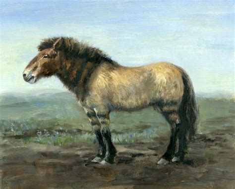 Dariusz Caballeros An Early Middle Pleistocene Horse