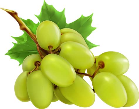 Grapes Clipart Red Grape - Grapes Png Transparent Png - Full Size Clipart (#172972) - PinClipart